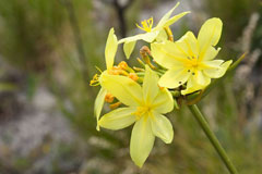 Bobartia indica Rush Iris Bobartia indica Rush Iris