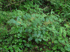 Boehmeria macrophylla Boehmeria macrophylla