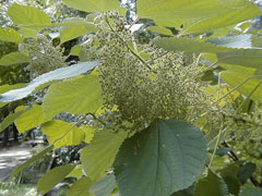 Boehmeria nivea Ramie, Chinese Grass, Chinese Silk Plant Boehmeria nivea Ramie, Chinese Grass, Chinese Silk Plant