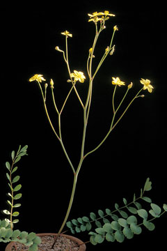 Bongardia chrysogonum 