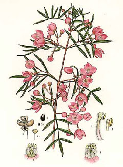 Boronia pinnata Pinnate Boronia Boronia pinnata Pinnate Boronia