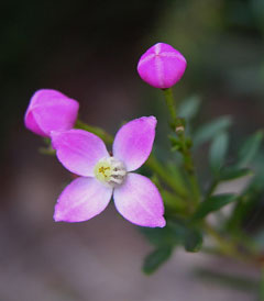 Boronia pinnata Pinnate Boronia Boronia pinnata Pinnate Boronia