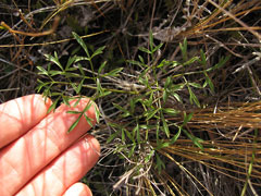 Botrychium australe Parsley Fern Botrychium australe Parsley Fern