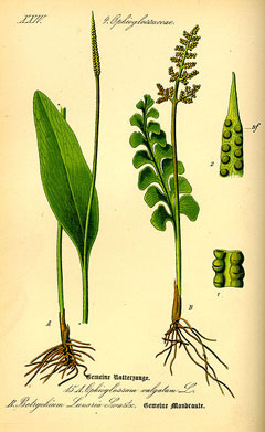 Botrychium lunaria Common Moonwort