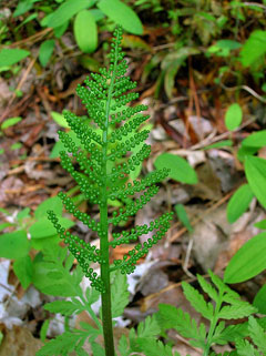 Botrychium virginianum Rattlesnake Fern Botrychium virginianum Rattlesnake Fern