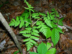 Botrychium virginianum Rattlesnake Fern Botrychium virginianum Rattlesnake Fern