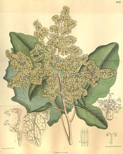 Brachyglottis repanda Bushman Brachyglottis repanda Bushman