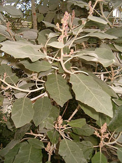 Brachyglottis repanda Bushman Brachyglottis repanda Bushman