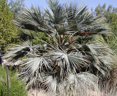 Brahea armata Blue Hesper Palm, Blue Fan Palm, Mexican Blue Palm Brahea armata Blue Hesper Palm, Blue Fan Palm, Mexican Blue Palm