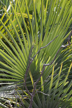 Brahea dulcis Apak Palm Brahea dulcis Apak Palm