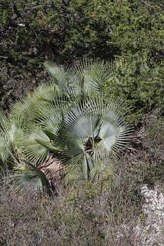 Brahea dulcis Apak Palm Brahea dulcis Apak Palm