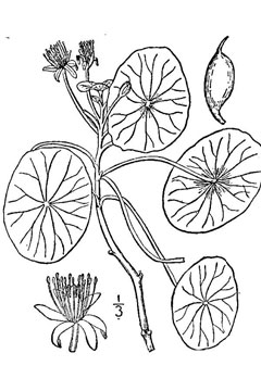 Brasenia schreberi Water Shield Brasenia schreberi Water Shield