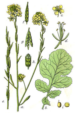 Brassica_nigra Black Mustard