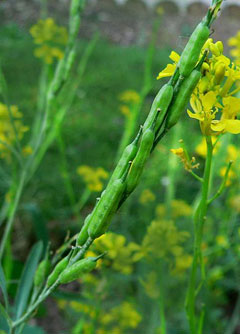 Brassica_nigra Black Mustard