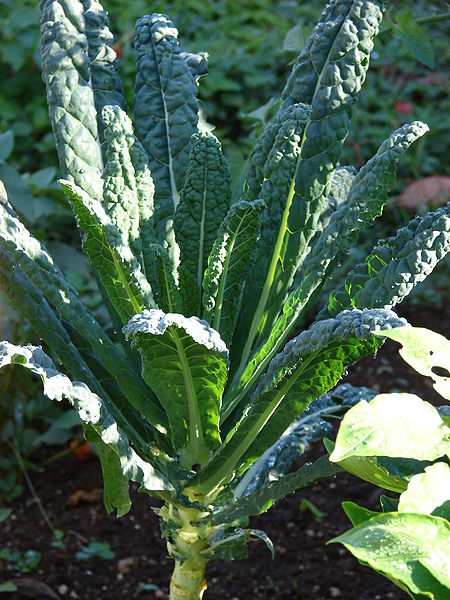 Brassica oleracea sabellica Curly Kale