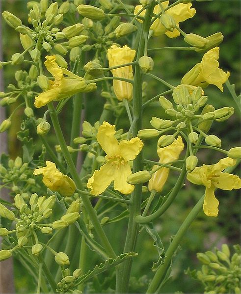 Brassica oleracea sabellica Curly Kale