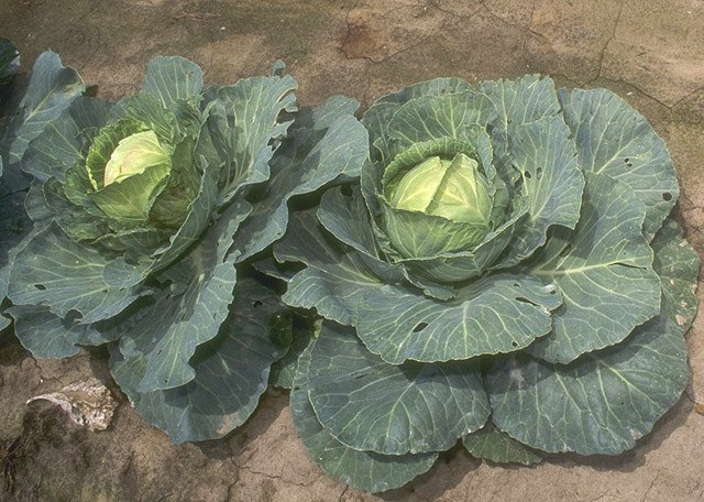 Brassica oleracea viridis Collards
