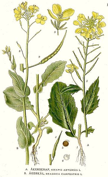 Brassica rapa campestris Wild Turnip Brassica rapa campestris Wild Turnip