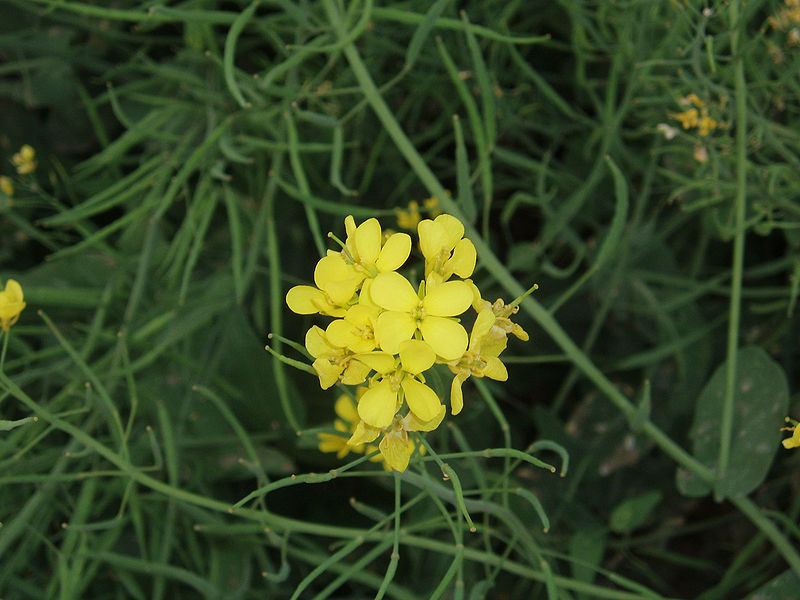 Brassica rapa campestris Wild Turnip Brassica rapa campestris Wild Turnip