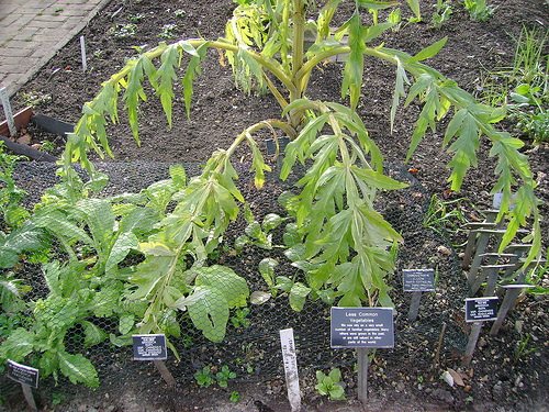 Brassica rapa narinosa Chinese Savoy Brassica rapa narinosa Chinese Savoy