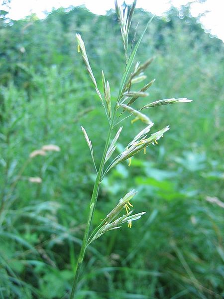 Bromus inermis Smooth Brome, Pumpelly Bromus inermis Smooth Brome, Pumpelly