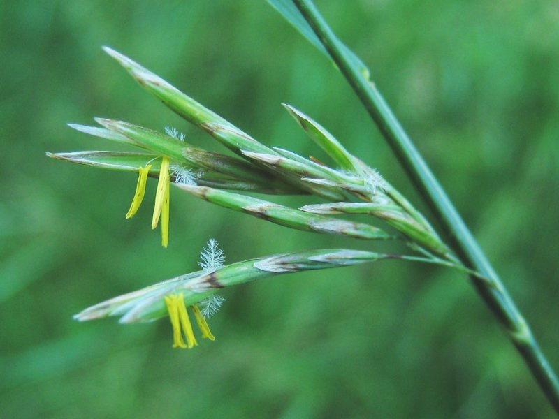 Bromus inermis Smooth Brome, Pumpelly Bromus inermis Smooth Brome, Pumpelly