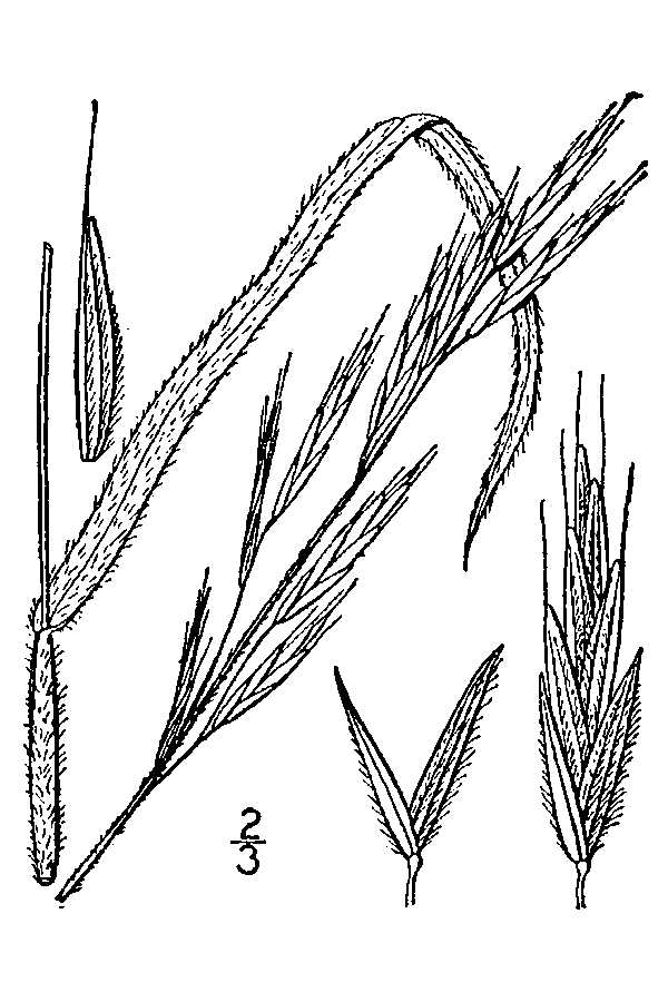 Bromus marginatus Mountain Brome Bromus marginatus Mountain Brome