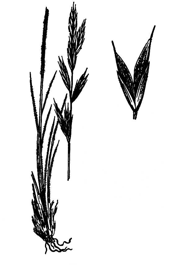 Bromus marginatus Mountain Brome Bromus marginatus Mountain Brome