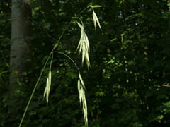 Bromus ramosus Hairy Brome Bromus ramosus Hairy Brome