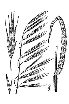Bromus ramosus Hairy Brome