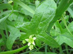 Bryonia dioica Red Bryony, Cretan bryony Bryonia dioica Red Bryony, Cretan bryony