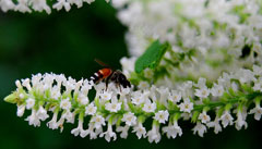 Buddleia paniculata Buddleia paniculata