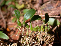 Bulbophyllum inconspicuum Bulbophyllum inconspicuum