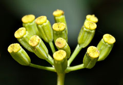 Bupleurum fruticosum Shrubby Hare Bupleurum fruticosum Shrubby Hare