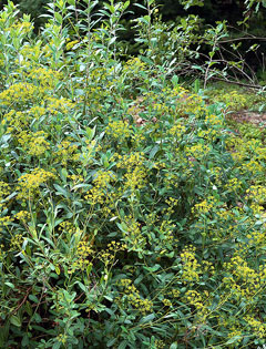 Bupleurum fruticosum Shrubby Hare Bupleurum fruticosum Shrubby Hare