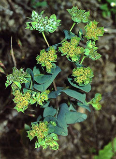 Bupleurum rotundifolium Hare Bupleurum rotundifolium Hare