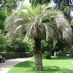 Butia capitata Jelly Palm, South american jelly palm