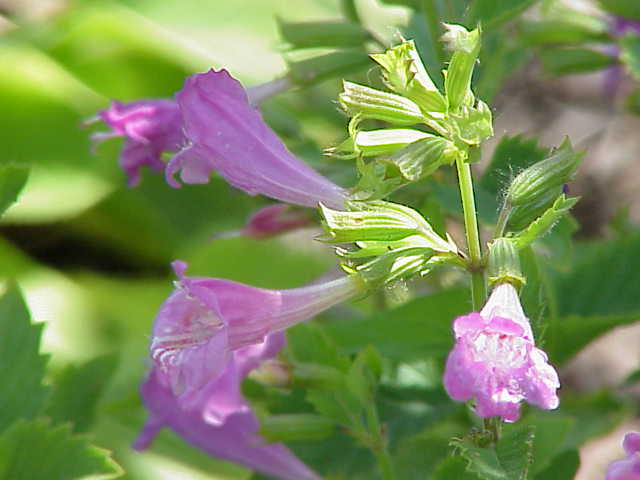 Calamintha_grandiflora Large-Flowered Calamint
