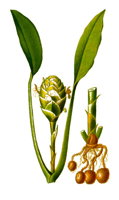 Calathea allouia Sweetcorn Root, Guinea Arrowroot Calathea allouia Sweetcorn Root, Guinea Arrowroot