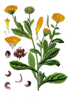 Calendula aurantiaca calendula, Pot Marigold