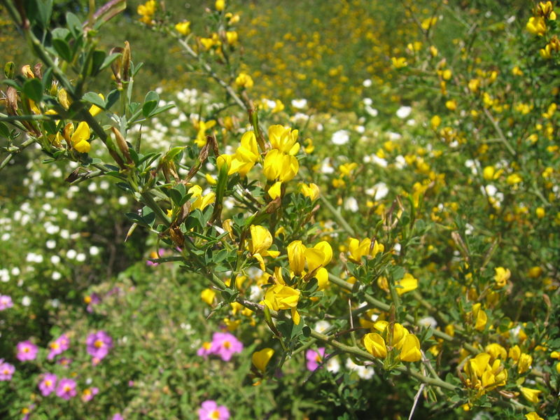 Calicotome spinosa Calicotome spinosa