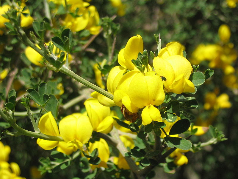 Calicotome villosa Calicotome villosa