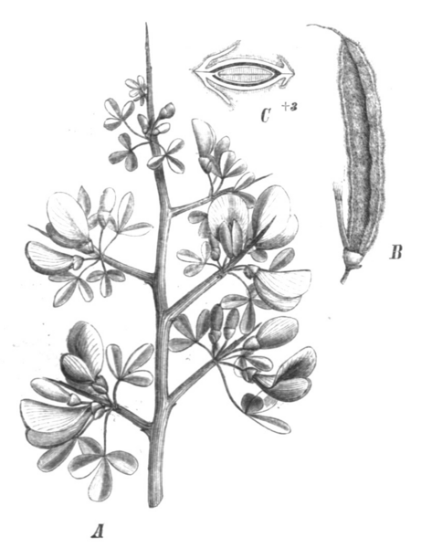 Calicotome villosa Calicotome villosa