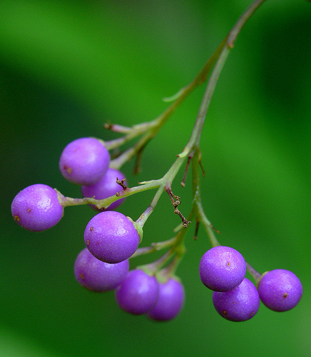 Callicarpa mollis Callicarpa mollis