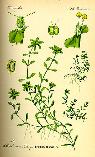 Callitriche_palustris Common Waterwort, Vernal water-starwort