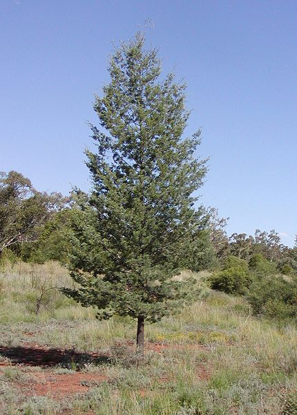 Callitris_columellaris White Cypress-Pine