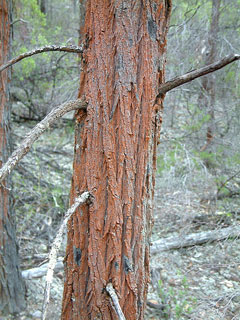 Callitris_endlicheri Red Cypress-Pine