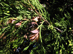 Calocedrus_decurrens Incense Cedar, California Incense Cedar