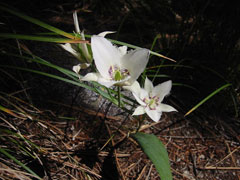Calochortus elegans Star Tulip, Elegant mariposa lily Calochortus elegans Star Tulip, Elegant mariposa lily