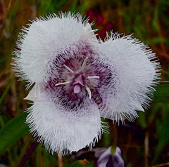 Calochortus elegans Star Tulip, Elegant mariposa lily Calochortus elegans Star Tulip, Elegant mariposa lily
